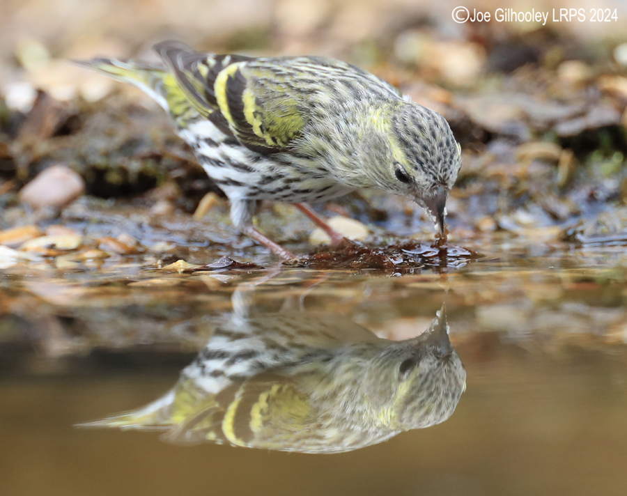 Bird Hide