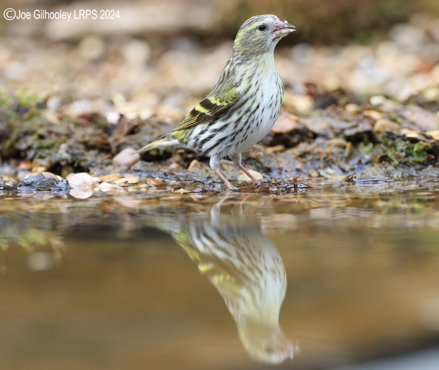 Bird Hide