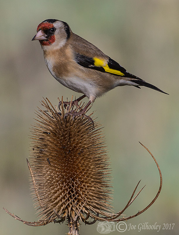 Visit to Ron McCombe's Wild Bird Hide Visit to Ron McCombe's Wild Bird Hide