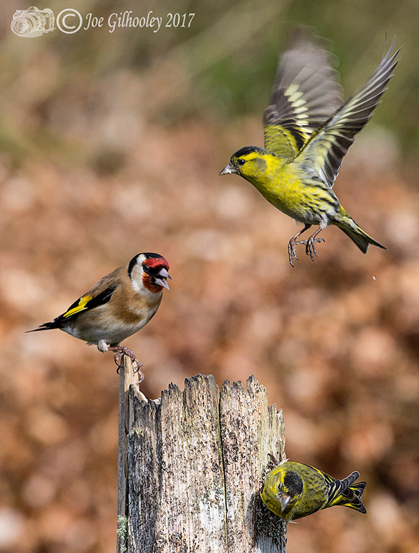 Visit to Ron McCombe's Wild Bird Hide Visit to Ron McCombe's Wild Bird Hide