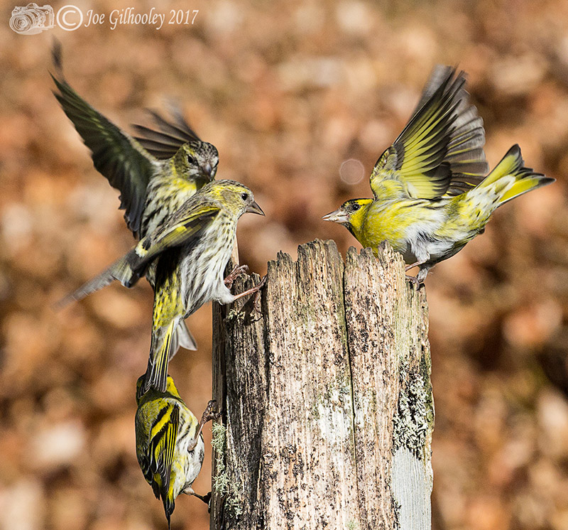 Visit to Ron McCombe's Wild Bird Hide Visit to Ron McCombe's Wild Bird Hide