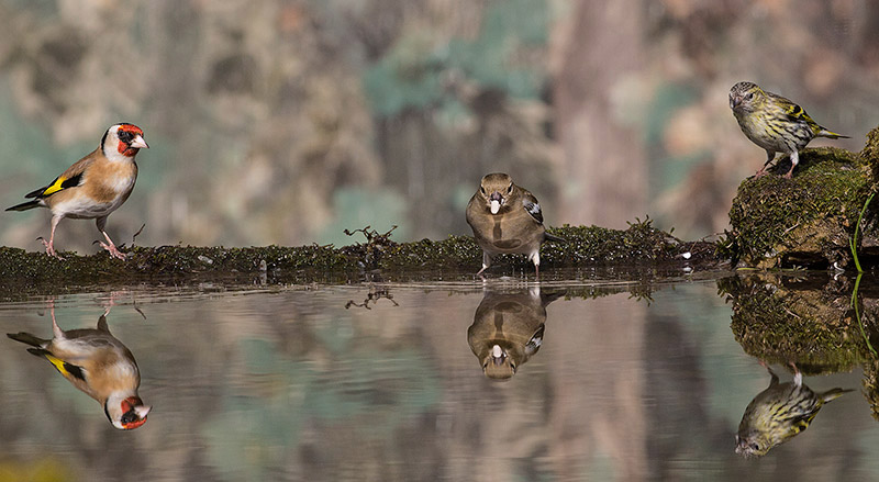 Visit to Ron McCombe's Wild Bird Hide Visit to Ron McCombe's Wild Bird Hide