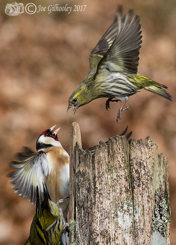 Visit to Ron McCombe's Wild Bird Hide Visit to Ron McCombe's Wild Bird Hide