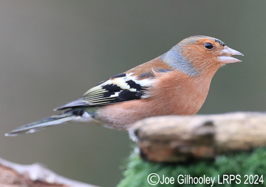 Visit to Ron McCombe's Wild Bird Hide