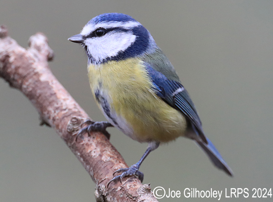 Visit to Ron McCombe's Wild Bird Hide