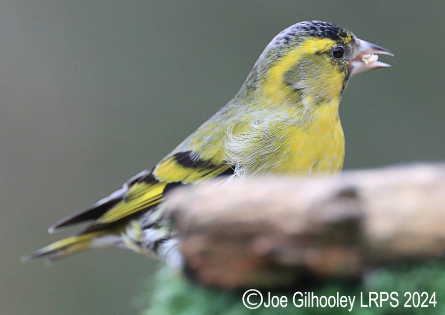 Visit to Ron McCombe's Wild Bird Hide