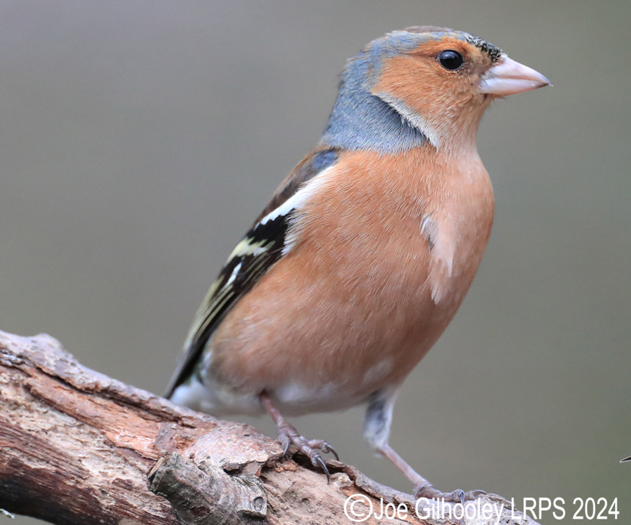 Visit to Ron McCombe's Wild Bird Hide