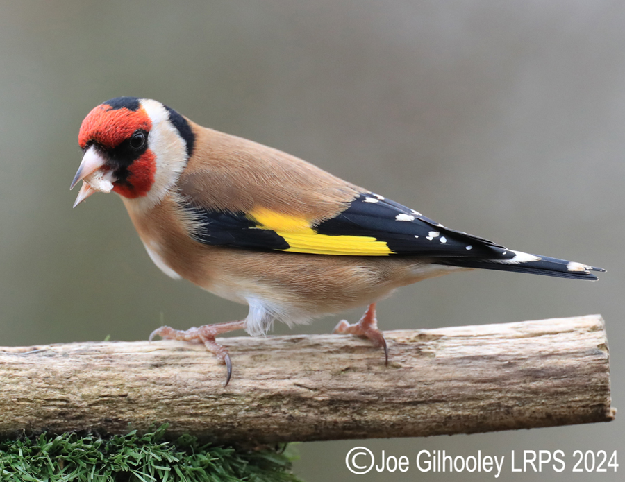 Visit to Ron McCombe's Wild Bird Hide