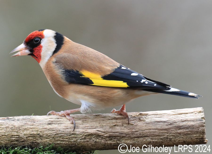 Visit to Ron McCombe's Wild Bird Hide