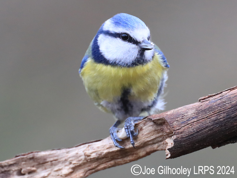 Visit to Ron McCombe's Wild Bird Hide