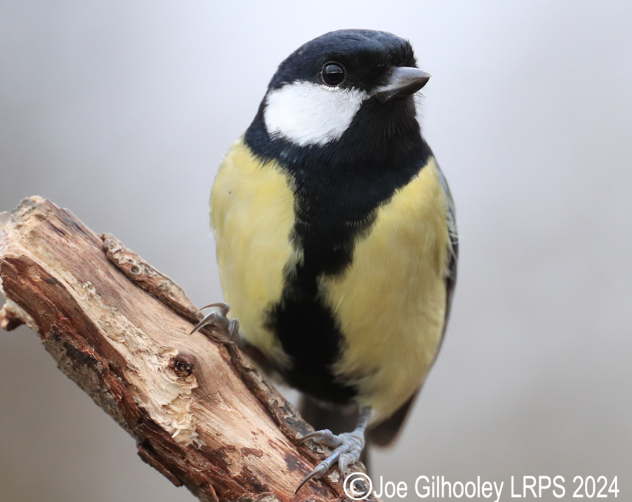 Visit to Ron McCombe's Wild Bird Hide