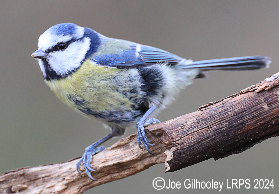 Visit to Ron McCombe's Wild Bird Hide