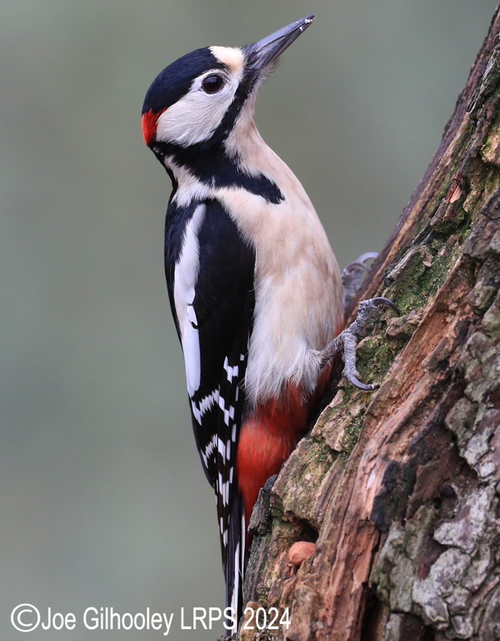 Visit to Ron McCombe's Wild Bird Hide
