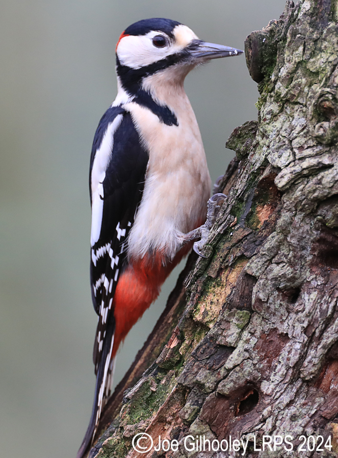 Visit to Ron McCombe's Wild Bird Hide