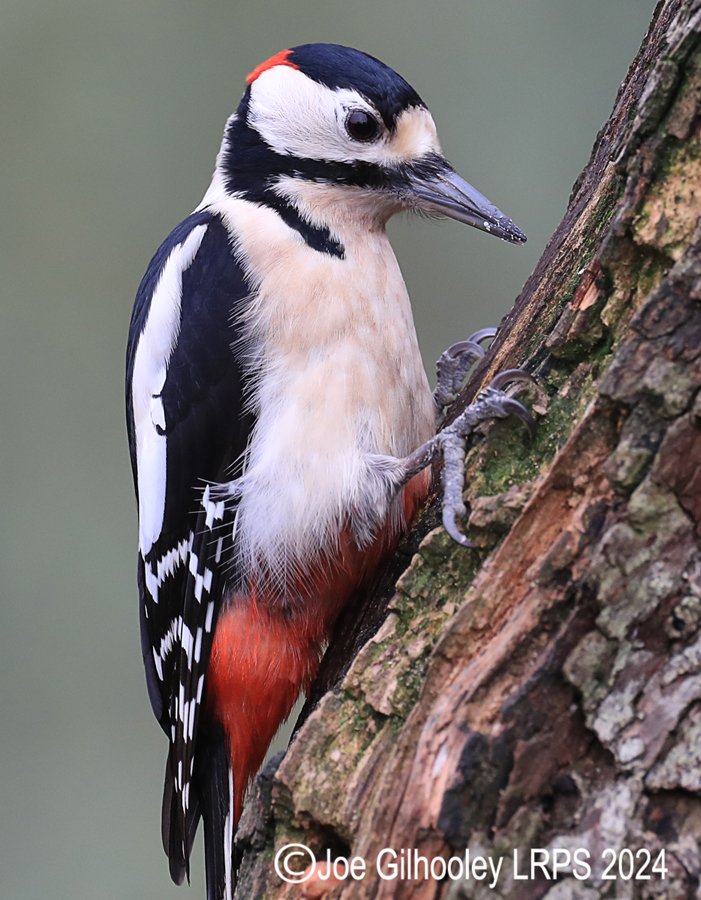 Visit to Ron McCombe's Wild Bird Hide