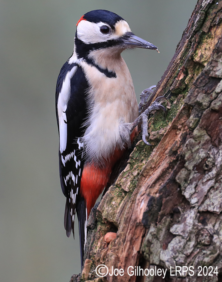 Visit to Ron McCombe's Wild Bird Hide