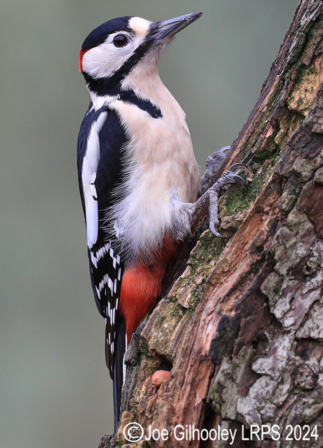 Visit to Ron McCombe's Wild Bird Hide