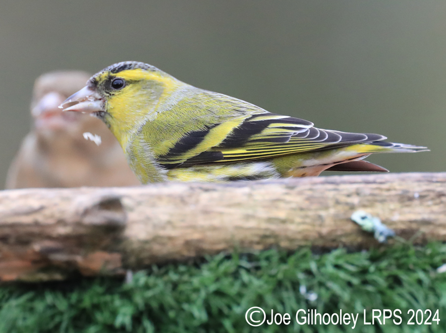 Visit to Ron McCombe's Wild Bird Hide