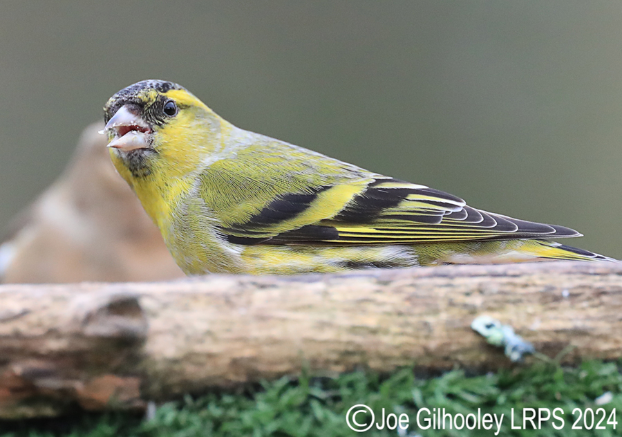 Visit to Ron McCombe's Wild Bird Hide