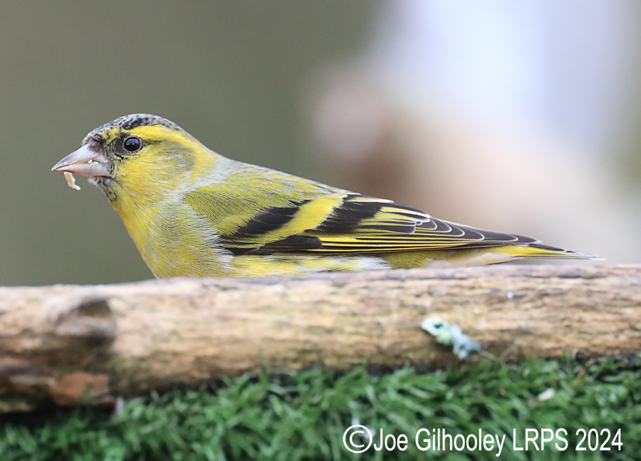 Visit to Ron McCombe's Wild Bird Hide