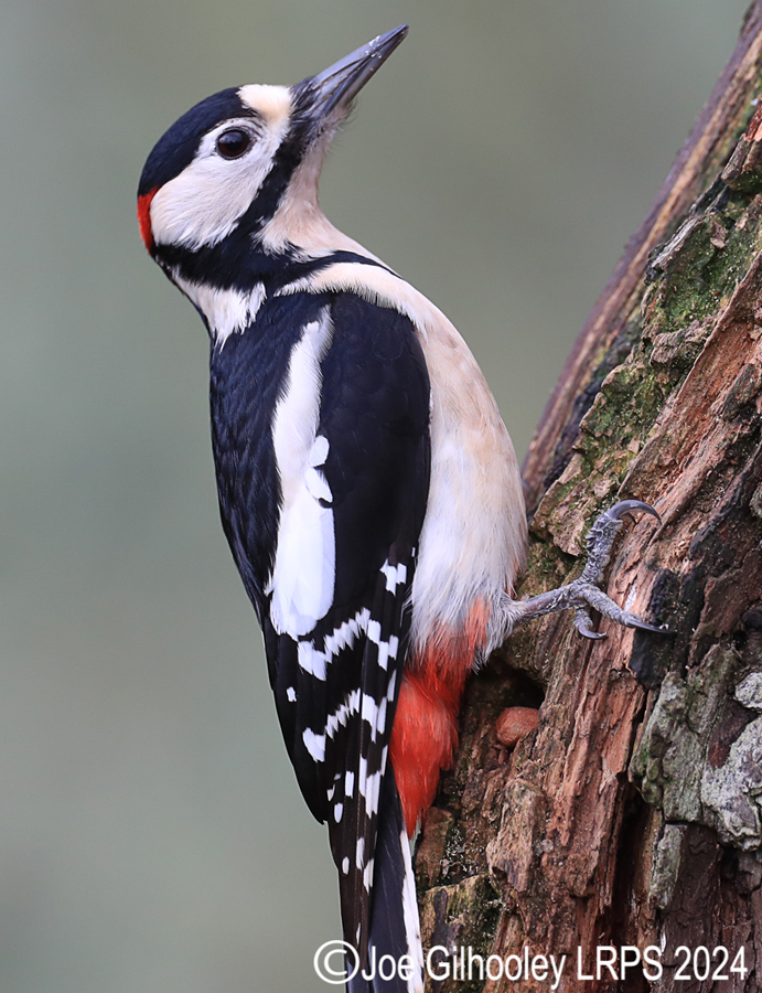 Visit to Ron McCombe's Wild Bird Hide