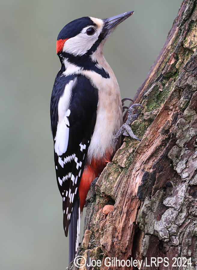 Visit to Ron McCombe's Wild Bird Hide