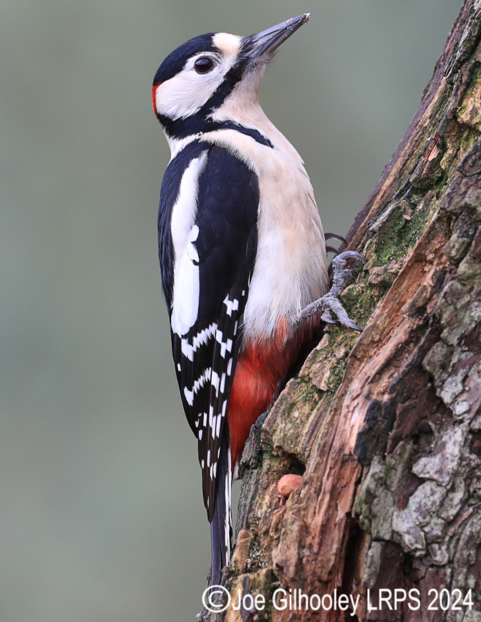 Visit to Ron McCombe's Wild Bird Hide