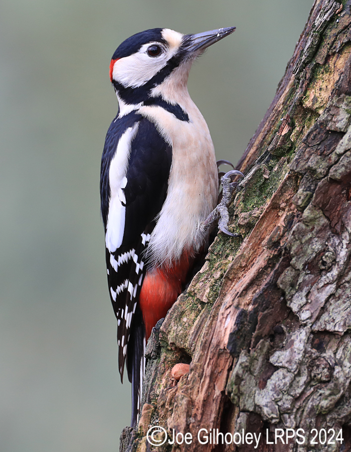 Visit to Ron McCombe's Wild Bird Hide