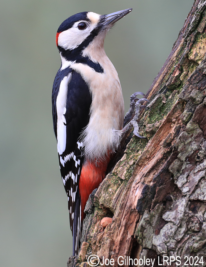 Visit to Ron McCombe's Wild Bird Hide