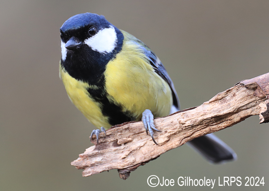 Visit to Ron McCombe's Wild Bird Hide