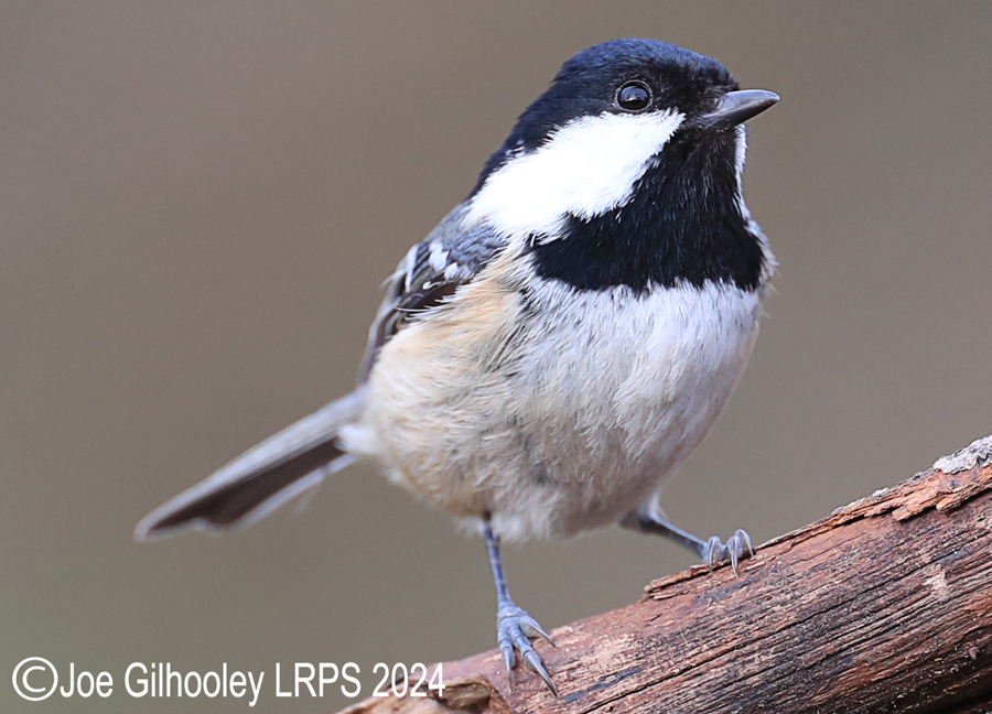Visit to Ron McCombe's Wild Bird Hide
