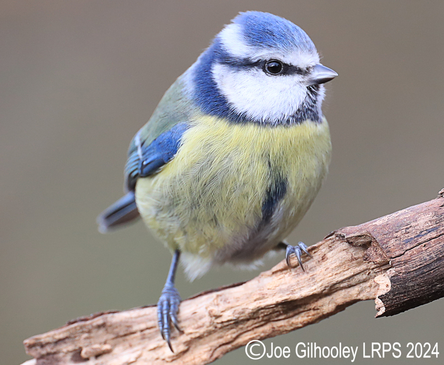 Visit to Ron McCombe's Wild Bird Hide