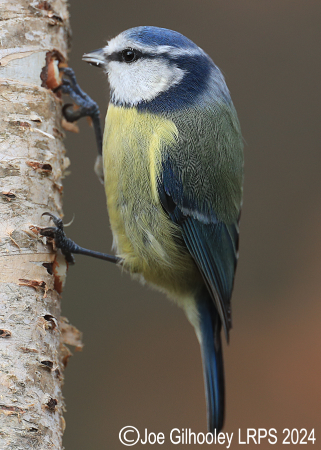 Visit to Ron McCombe's Wild Bird Hide