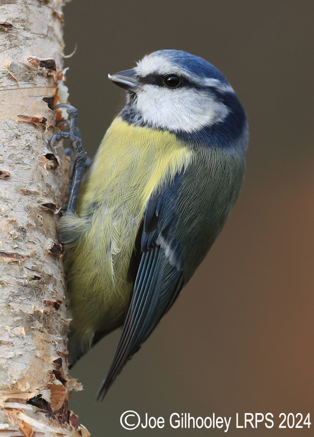 Visit to Ron McCombe's Wild Bird Hide