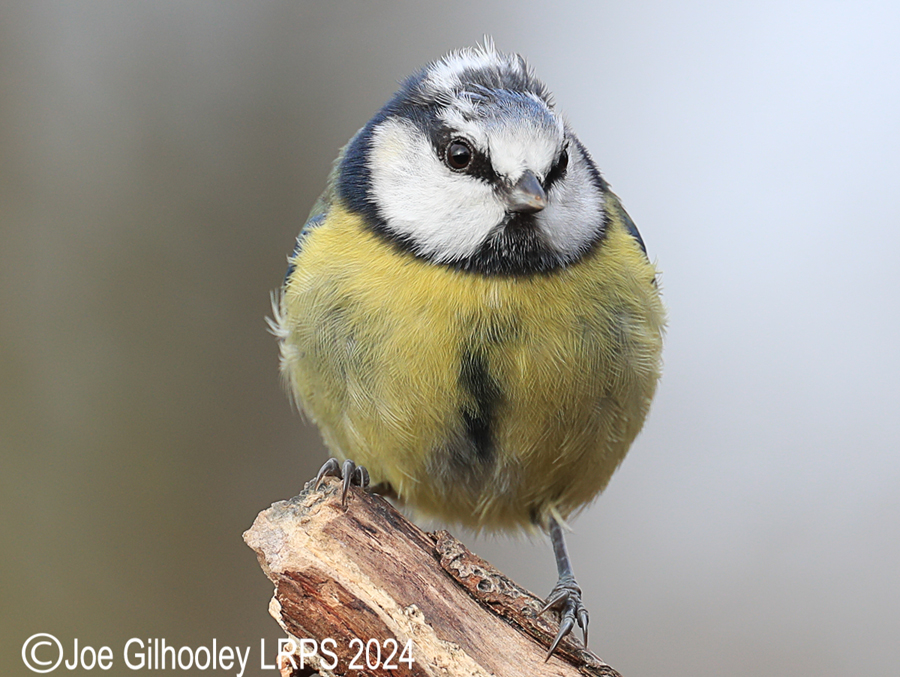 Visit to Ron McCombe's Wild Bird Hide