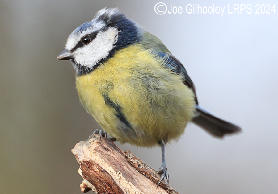 Visit to Ron McCombe's Wild Bird Hide