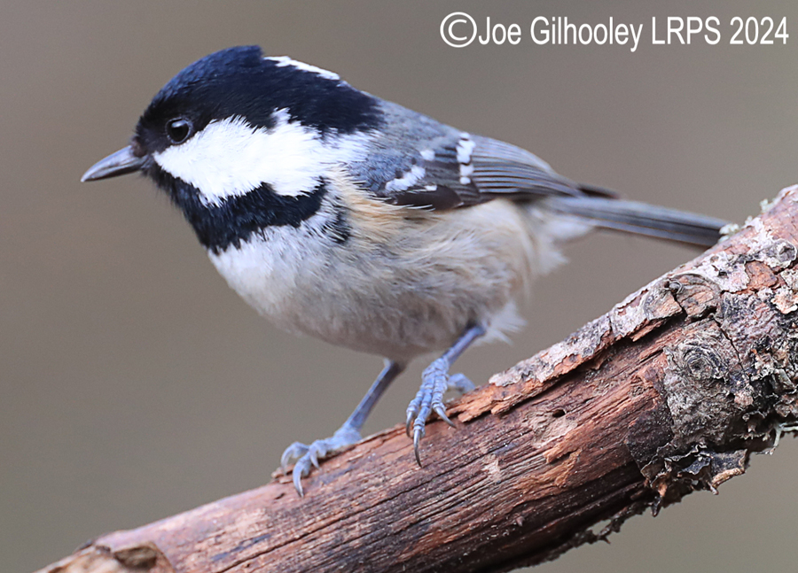 Visit to Ron McCombe's Wild Bird Hide