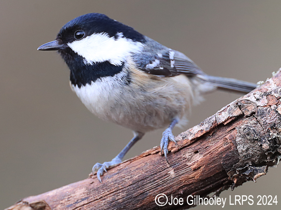 Visit to Ron McCombe's Wild Bird Hide