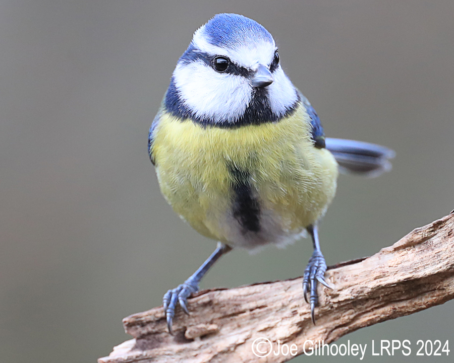 Visit to Ron McCombe's Wild Bird Hide