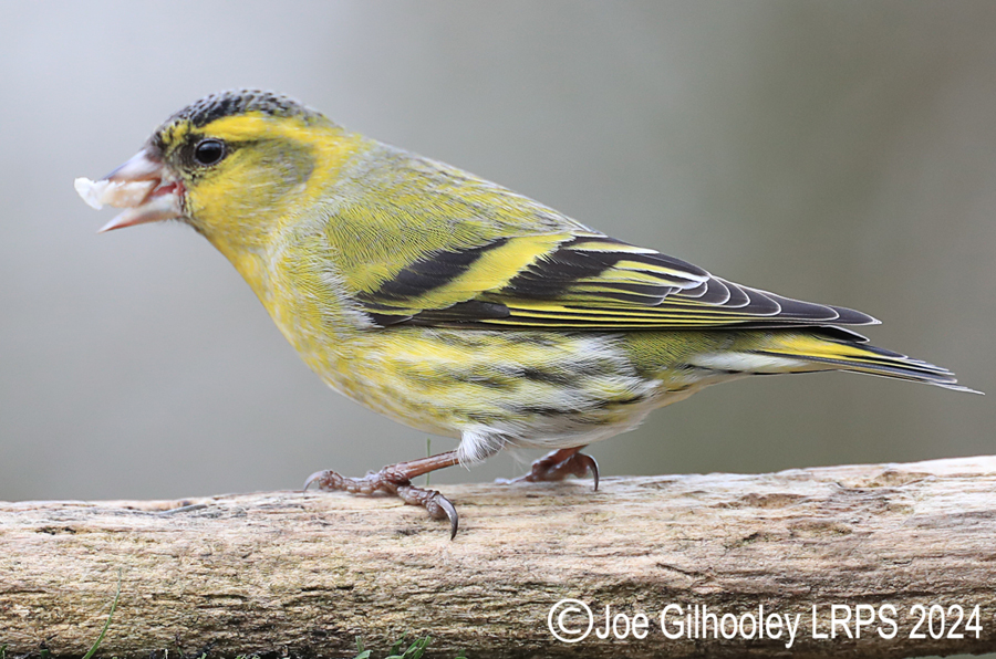 Visit to Ron McCombe's Wild Bird Hide