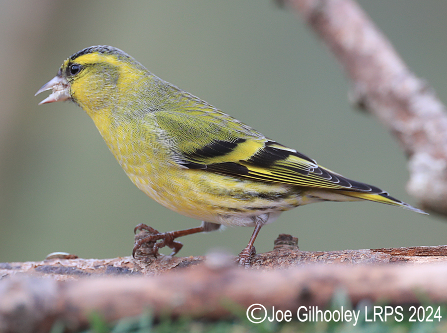 Visit to Ron McCombe's Wild Bird Hide
