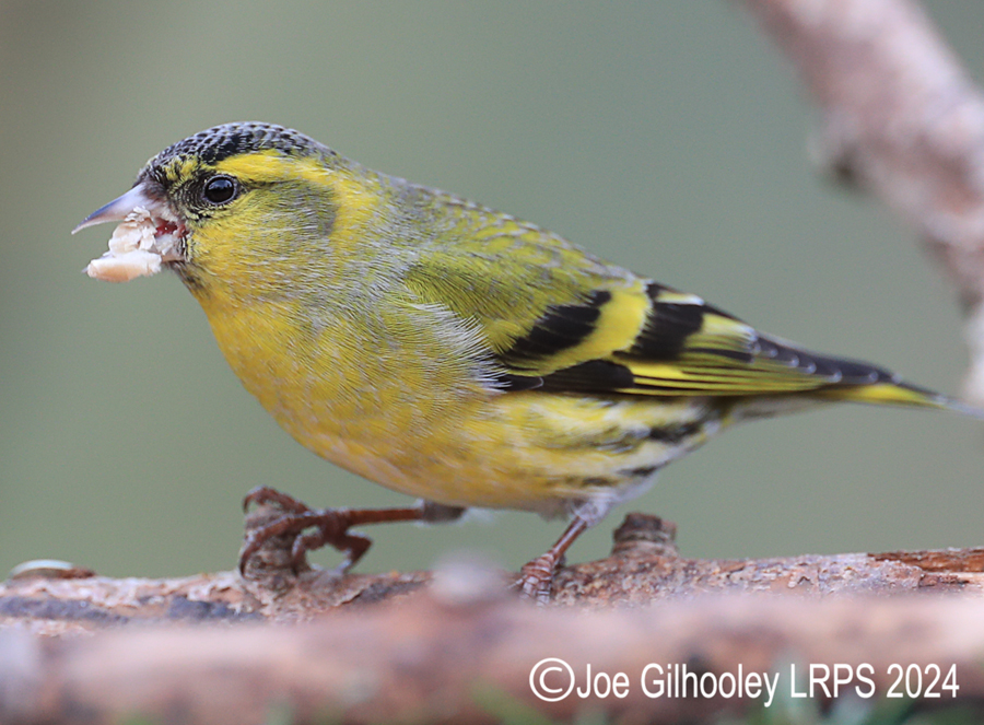 Visit to Ron McCombe's Wild Bird Hide