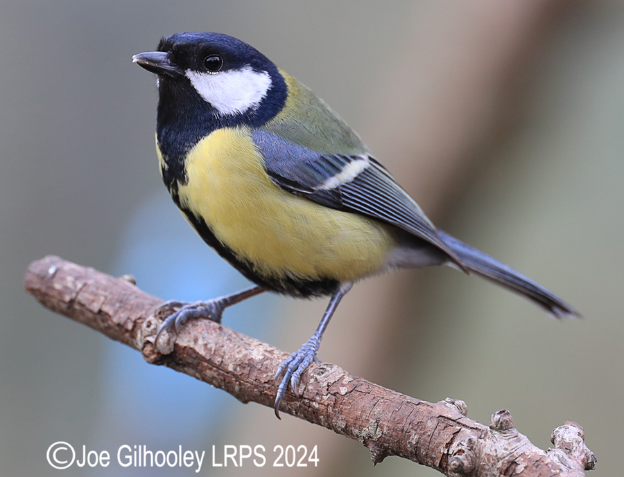 Visit to Ron McCombe's Wild Bird Hide