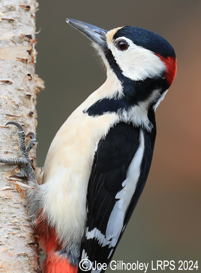 Visit to Ron McCombe's Wild Bird Hide