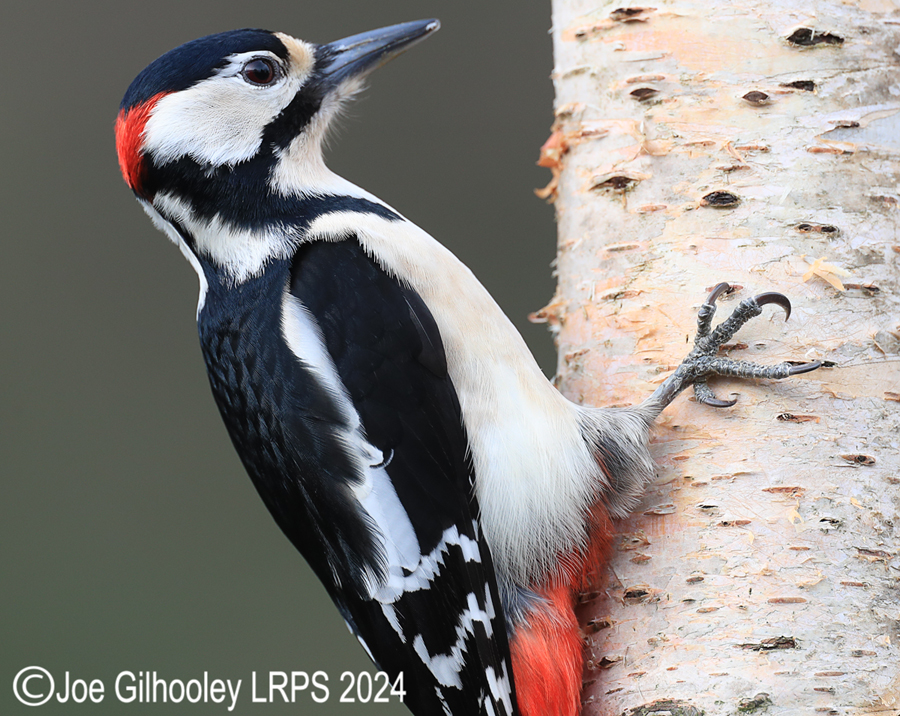 Visit to Ron McCombe's Wild Bird Hide