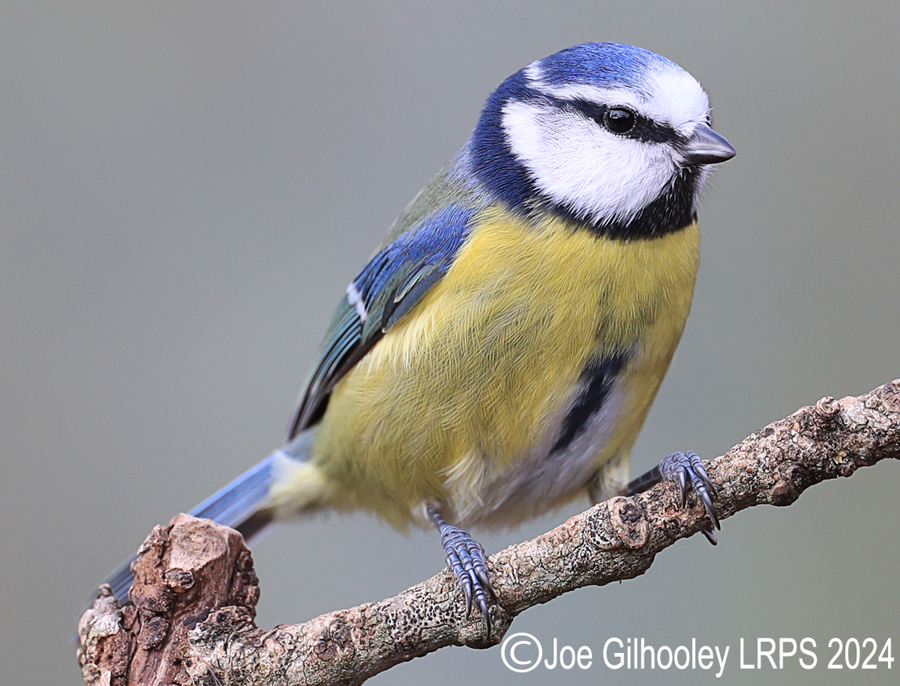 Visit to Ron McCombe's Wild Bird Hide