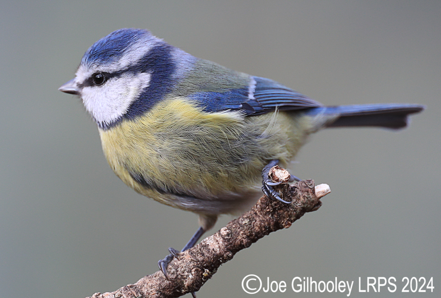 Visit to Ron McCombe's Wild Bird Hide