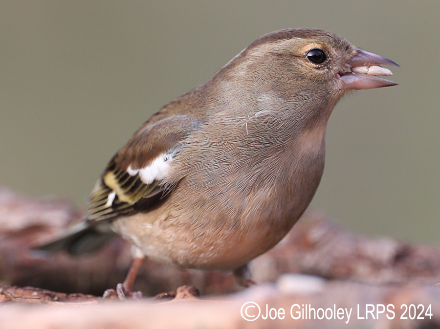 Visit to Ron McCombe's Wild Bird Hide
