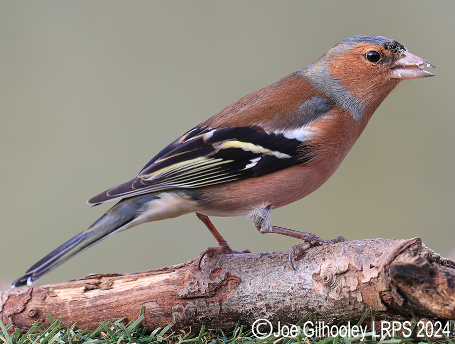 Visit to Ron McCombe's Wild Bird Hide