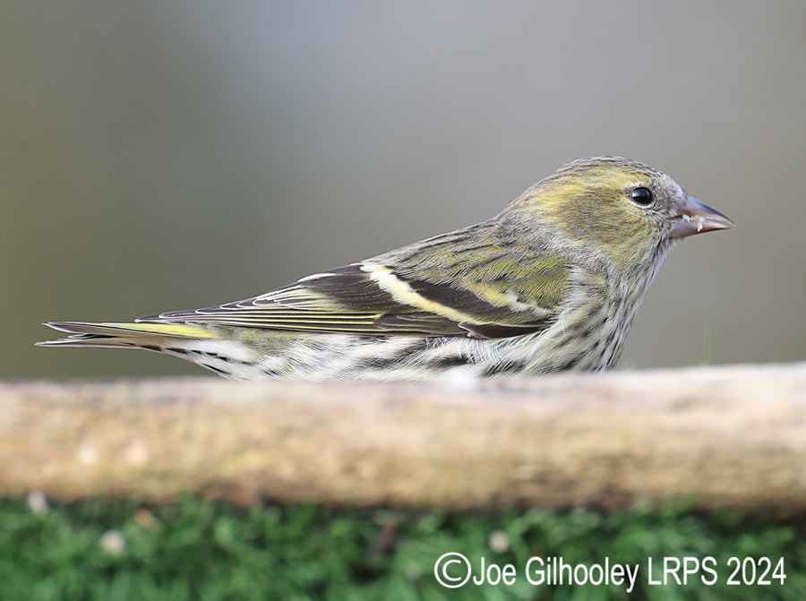 Visit to Ron McCombe's Wild Bird Hide